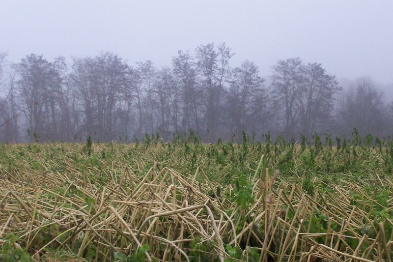 Nebel und Landschaft