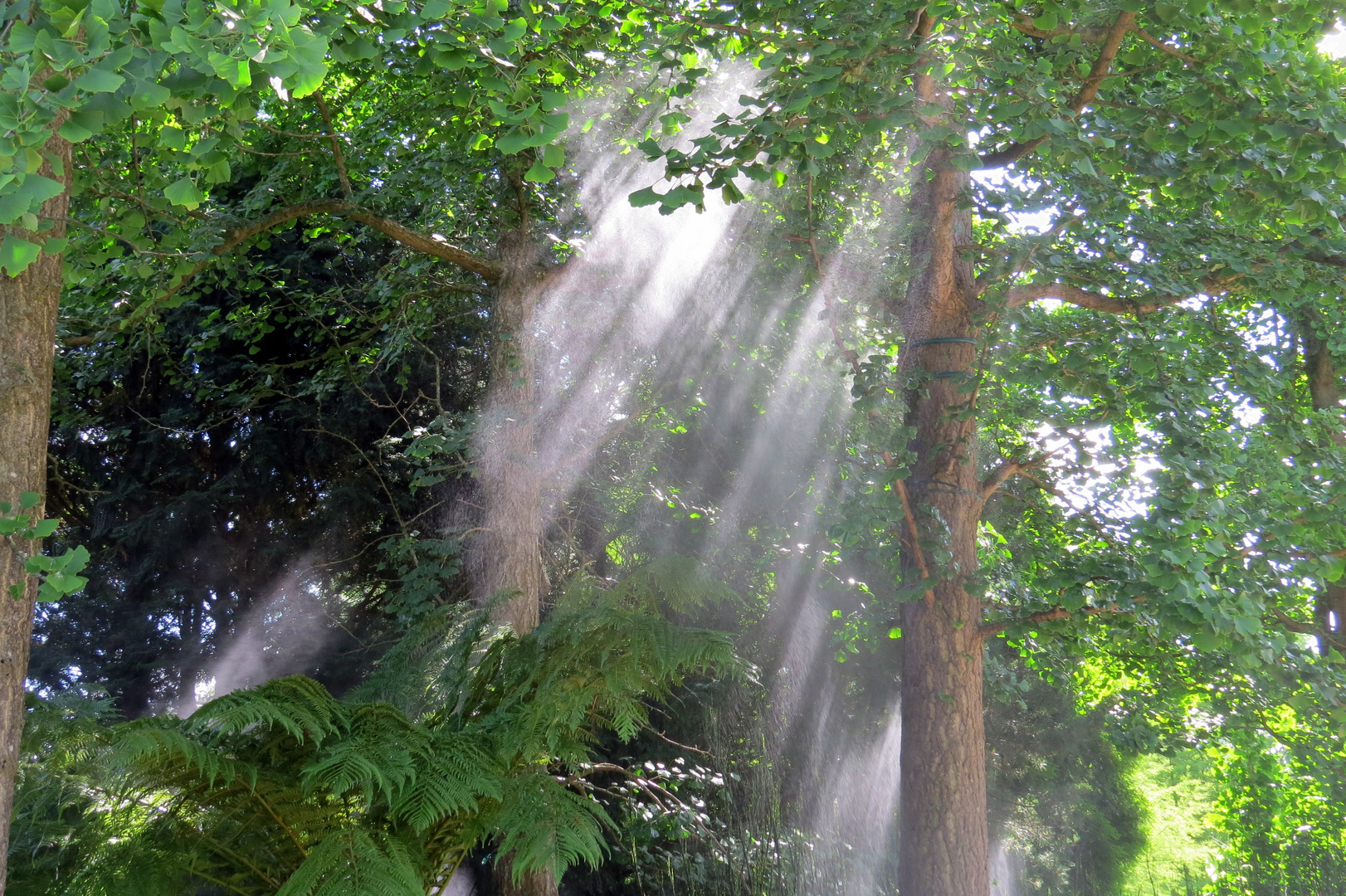 Nebel und Licht