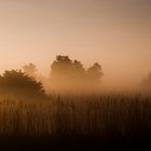 Nebel und Licht