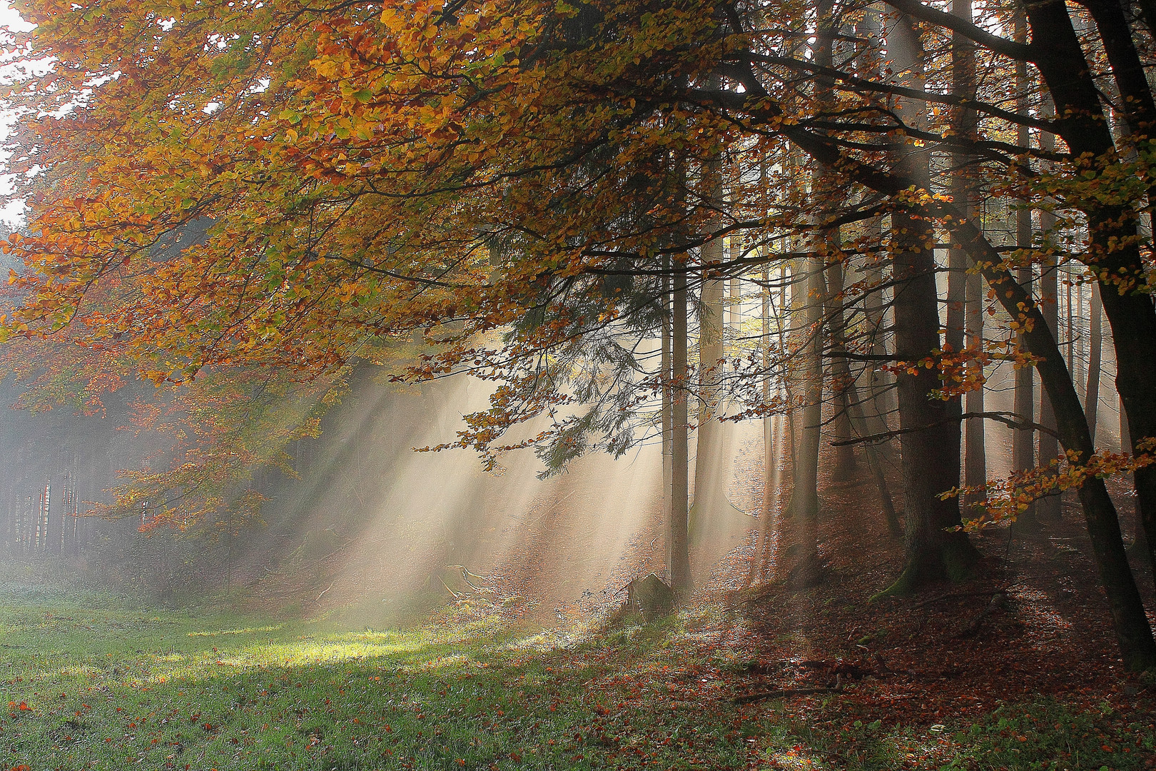 Nebel und Licht