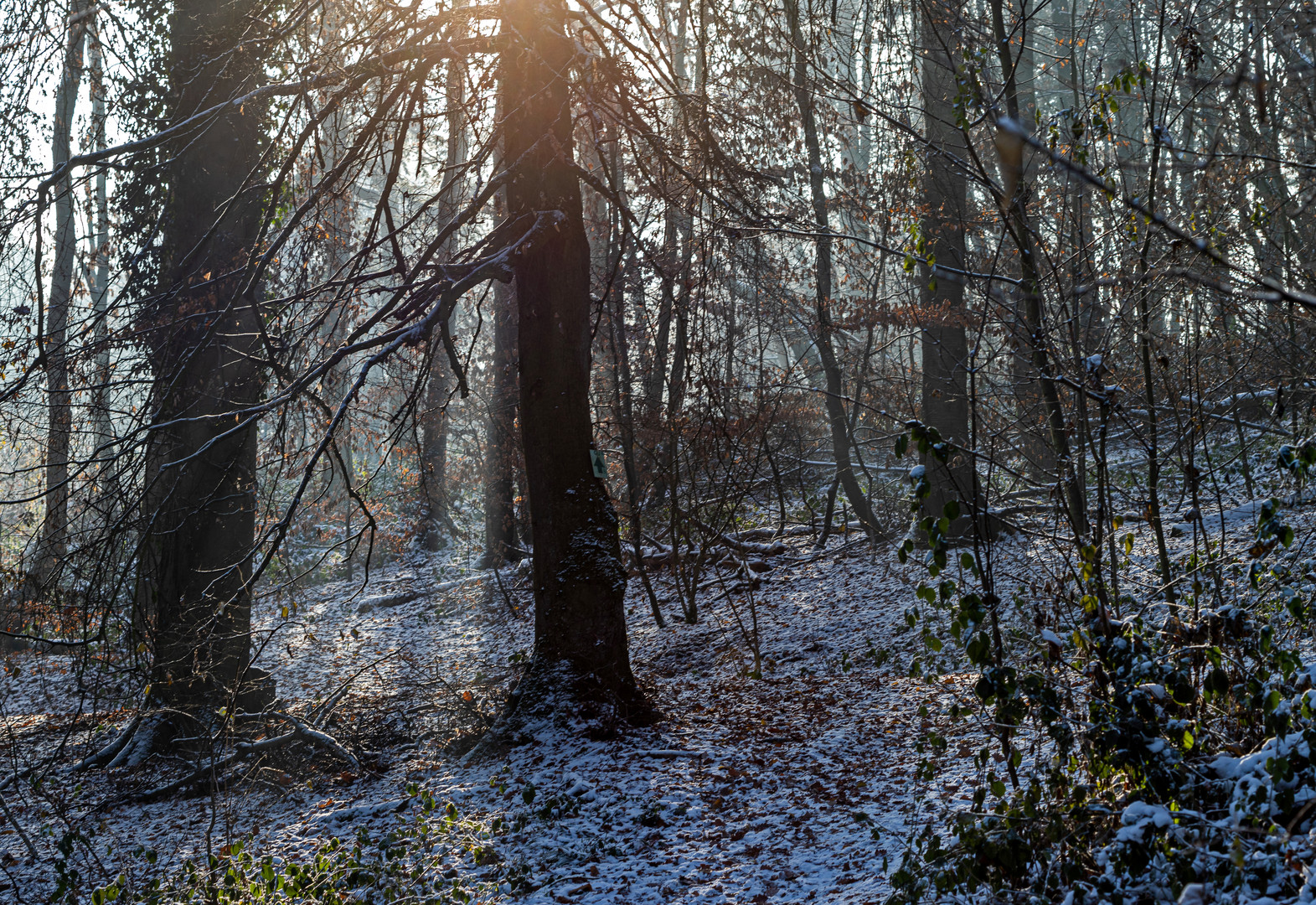 Nebel und Licht