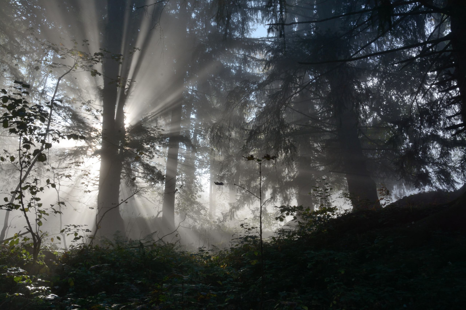 Nebel und Licht im Wald