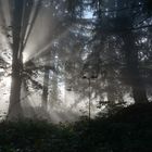 Nebel und Licht im Wald