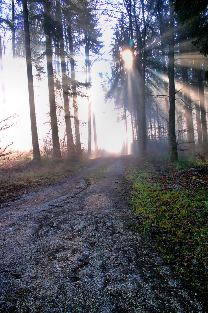 Nebel und Lichtung