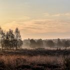 Nebel und Morgenlicht..