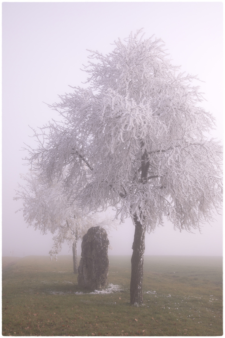 Nebel und Raueis auf der Alb 2