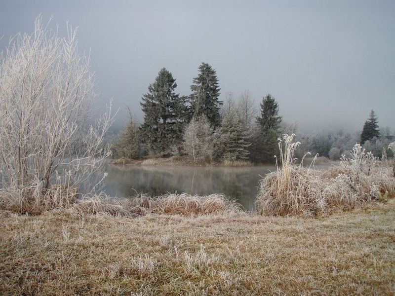 Nebel und Rauhreif 1