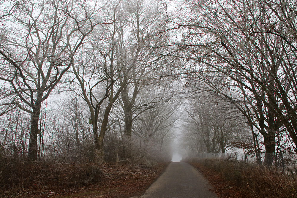 Nebel und Raureif am Neujahrstag