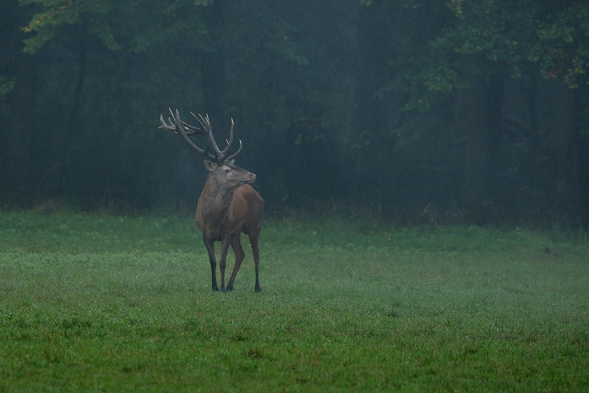 Nebel und Regen