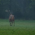 Nebel und Regen