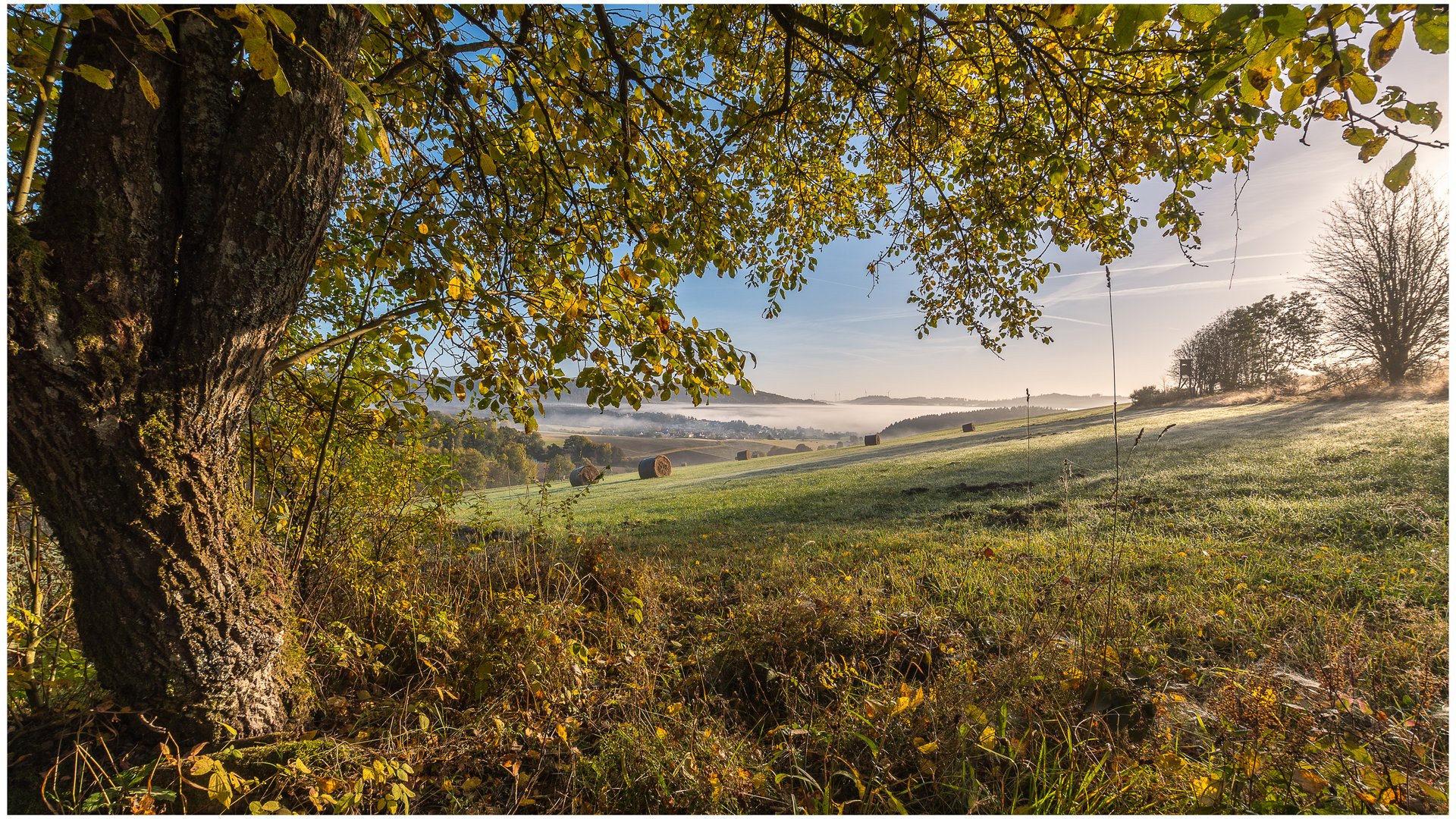 Nebel und Reif 