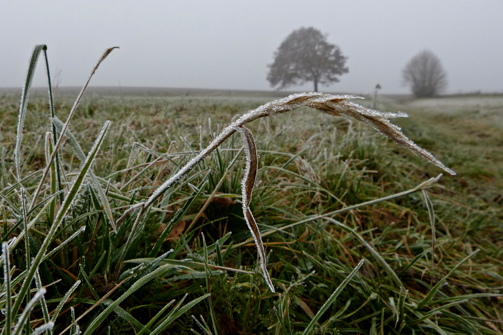 Nebel und Reif