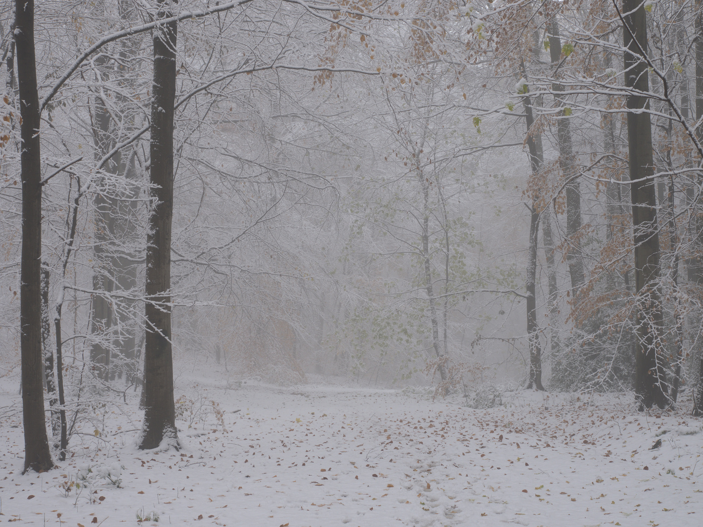 Nebel und Schnee