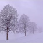 Nebel und Schnee