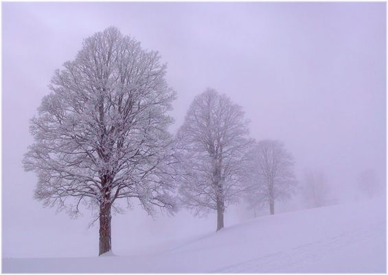 Nebel und Schnee