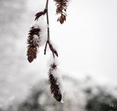 Nebel und Schnee