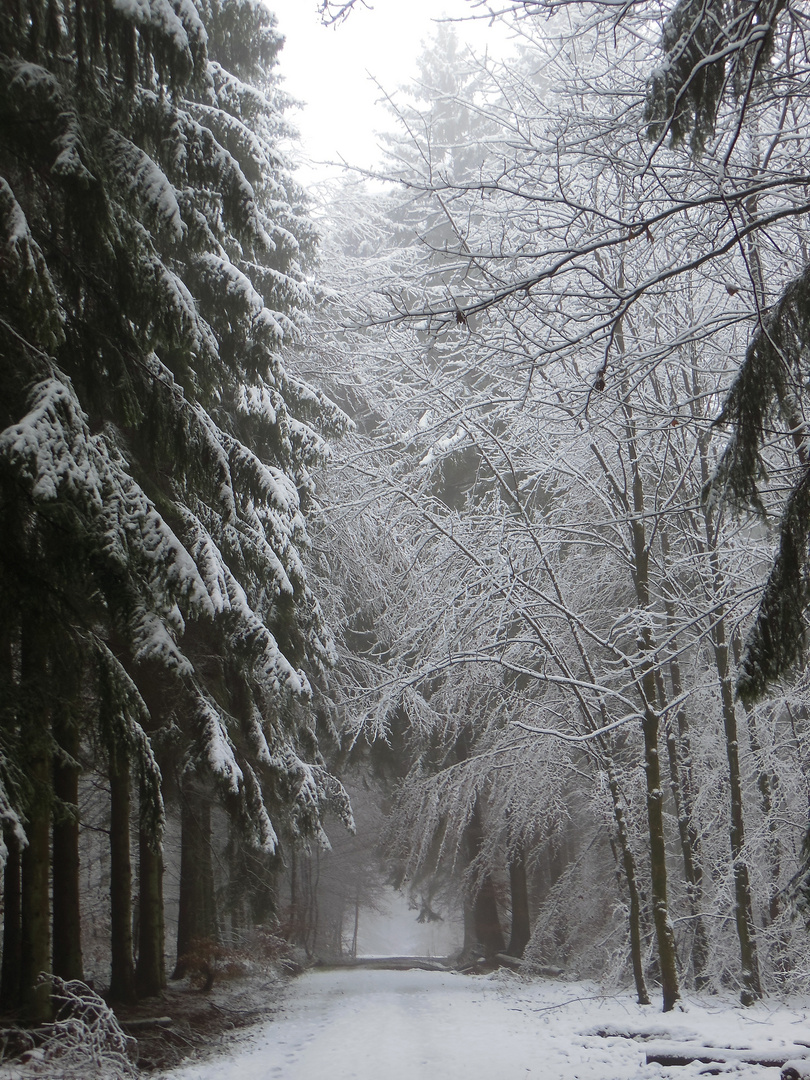 Nebel und Schnee