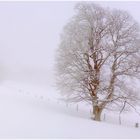 Nebel und Schnee