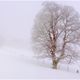 Nebel und Schnee