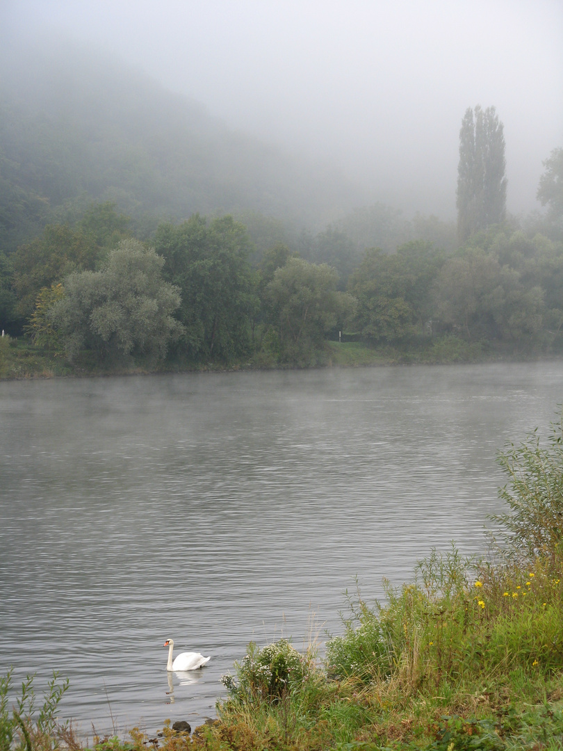 Nebel und Schwan