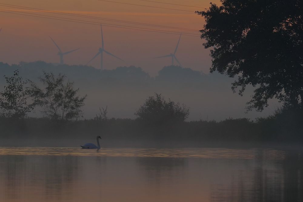 Nebel und Schwan