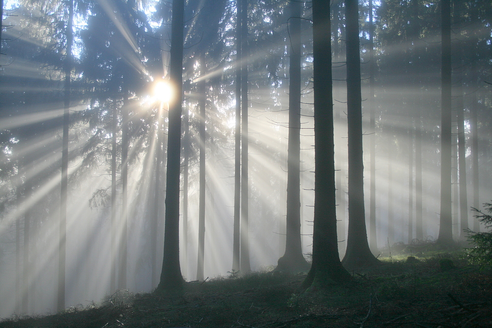 Nebel und Sonne