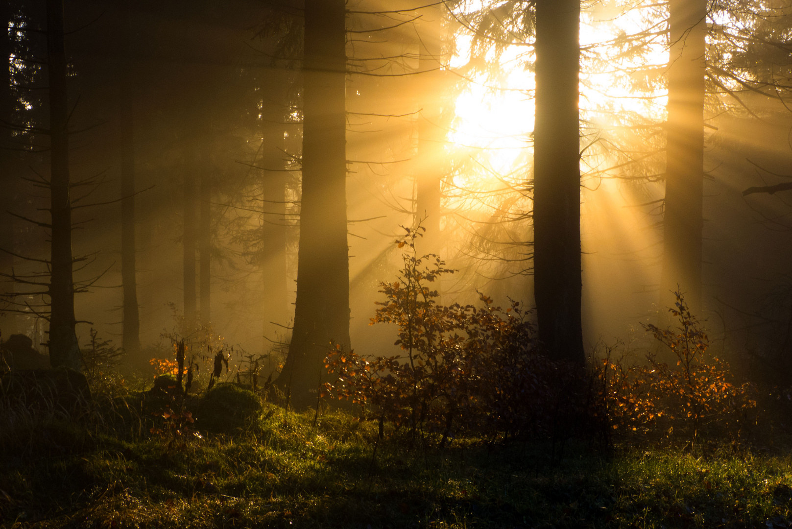 Nebel und Sonne am Rennsteig im Thüringer Wald