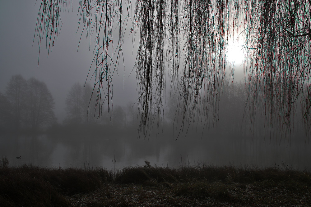 Nebel und Sonne am Weiher