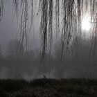 Nebel und Sonne am Weiher