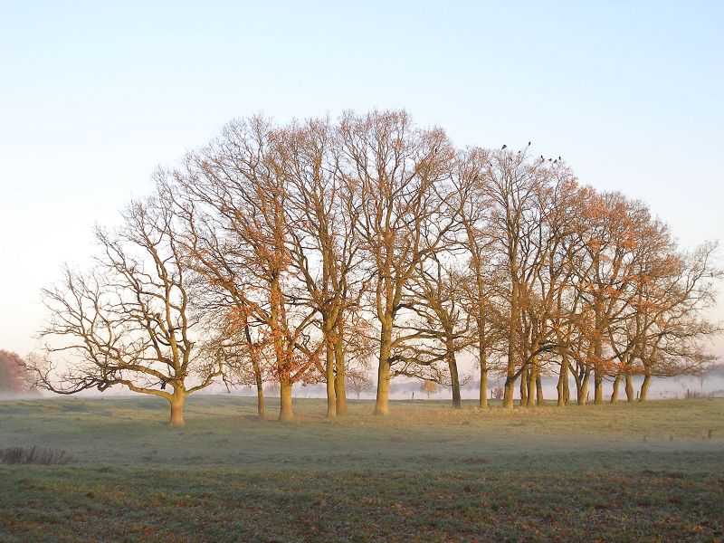 Nebel und Sonne ergeben Herbst