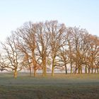 Nebel und Sonne ergeben Herbst