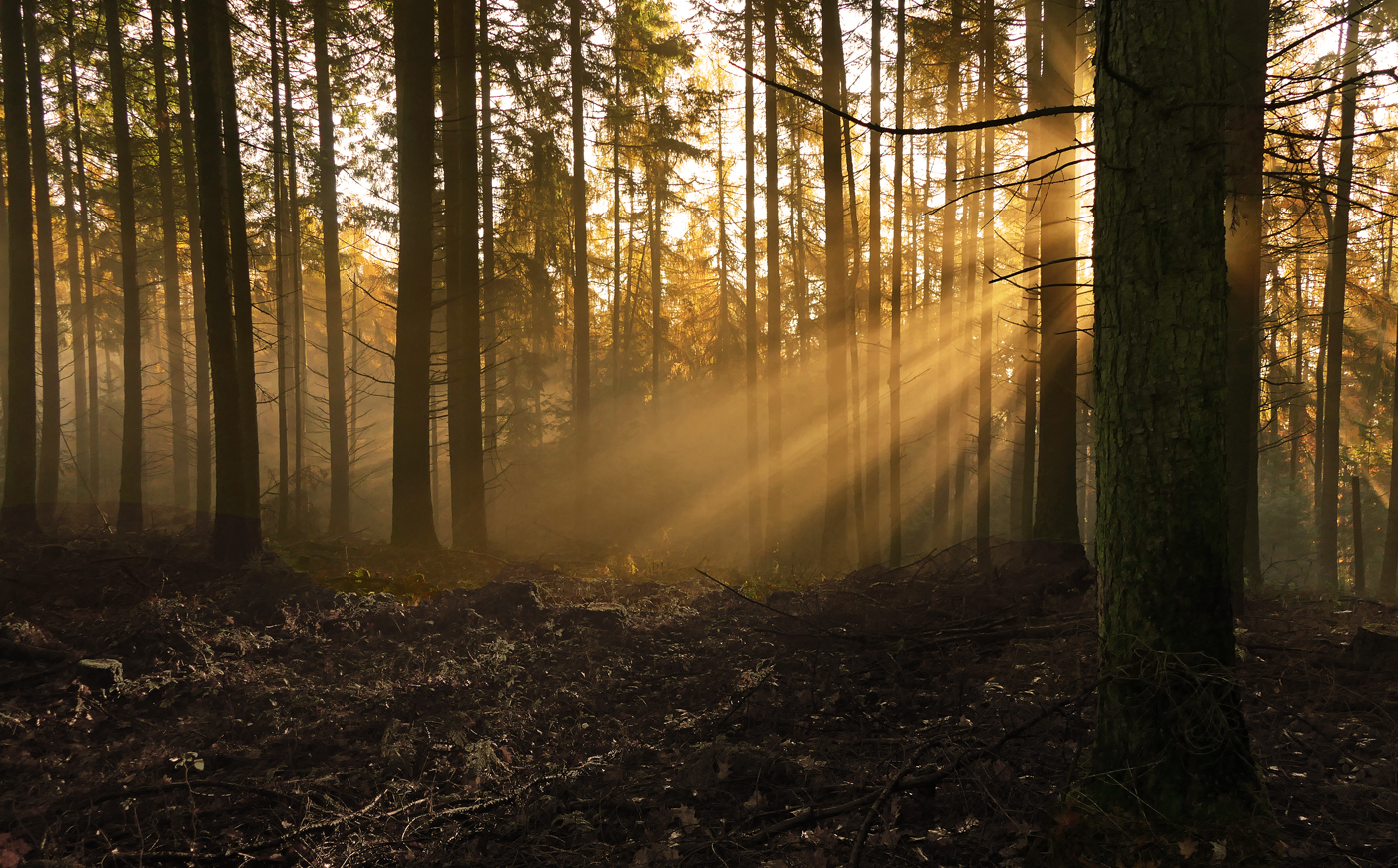 Nebel und Sonne im Wald....