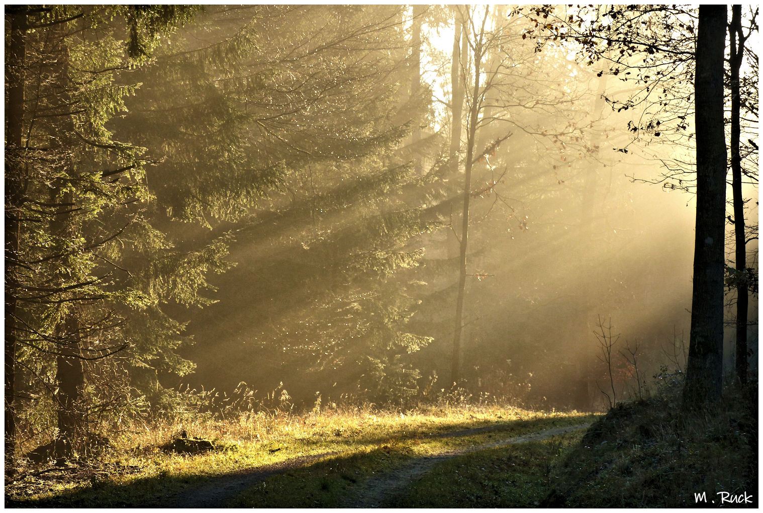 Nebel und Sonne verzaubern den Wald ,