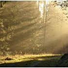 Nebel und Sonne verzaubern den Wald ,