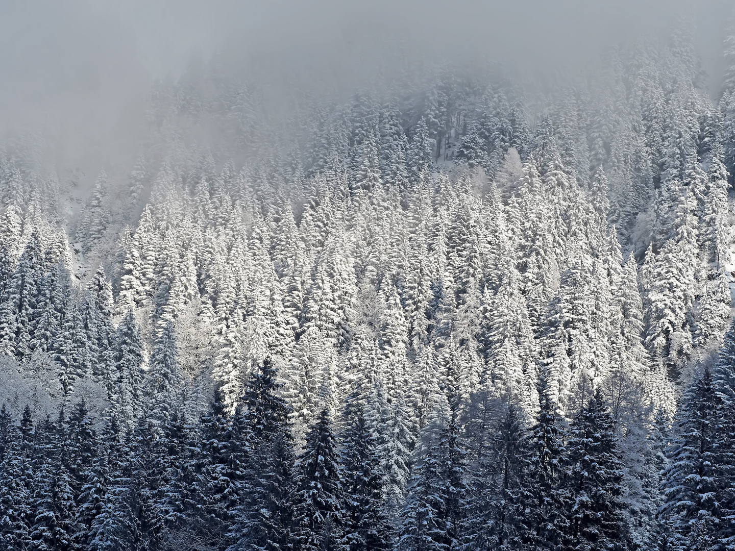 Nebel und Sonnenschein im steilen Bergwald ...