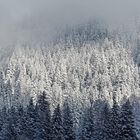 Nebel und Sonnenschein im steilen Bergwald ...