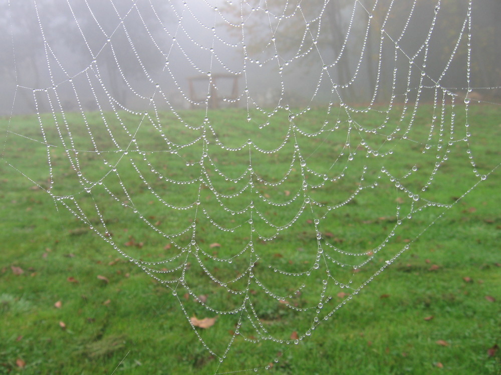 Nebel und Tau im Hunsrück