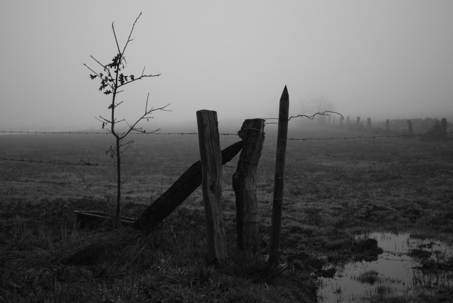 Nebel und Tau, Tau und Nebel