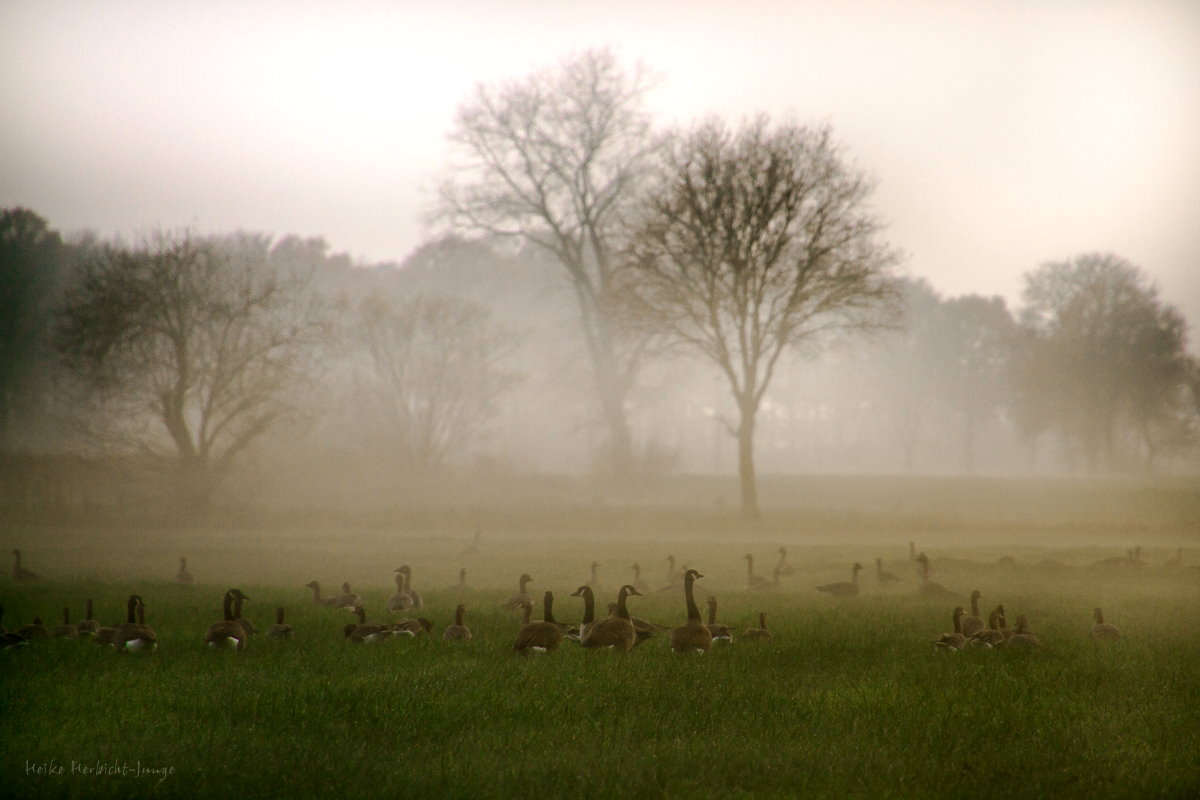 Nebel und Wildgänse