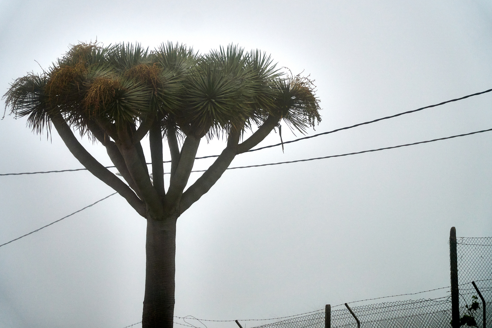 Nebel unter dem Teide 