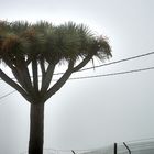 Nebel unter dem Teide 