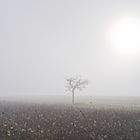 Nebel verschlingt die Landschaft