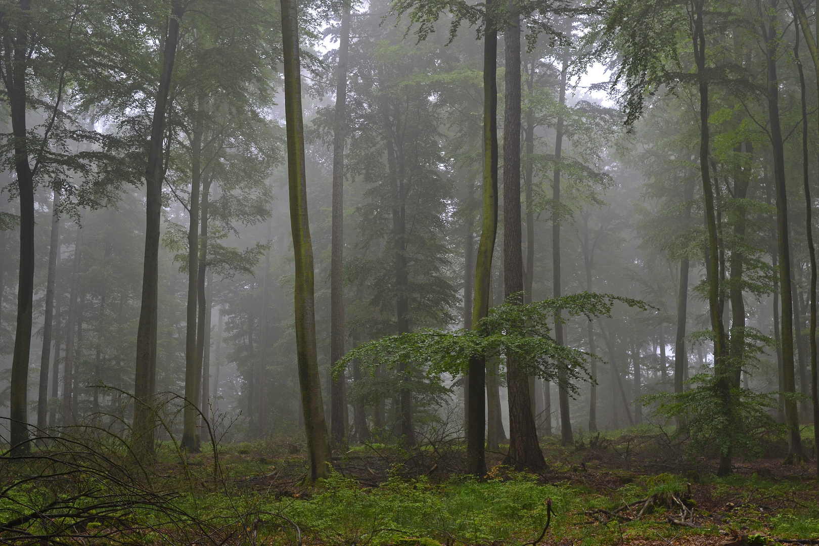 Nebel verzaubert den Wald