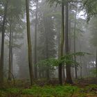 Nebel verzaubert den Wald