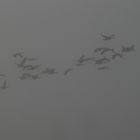 Nebel + Vögel