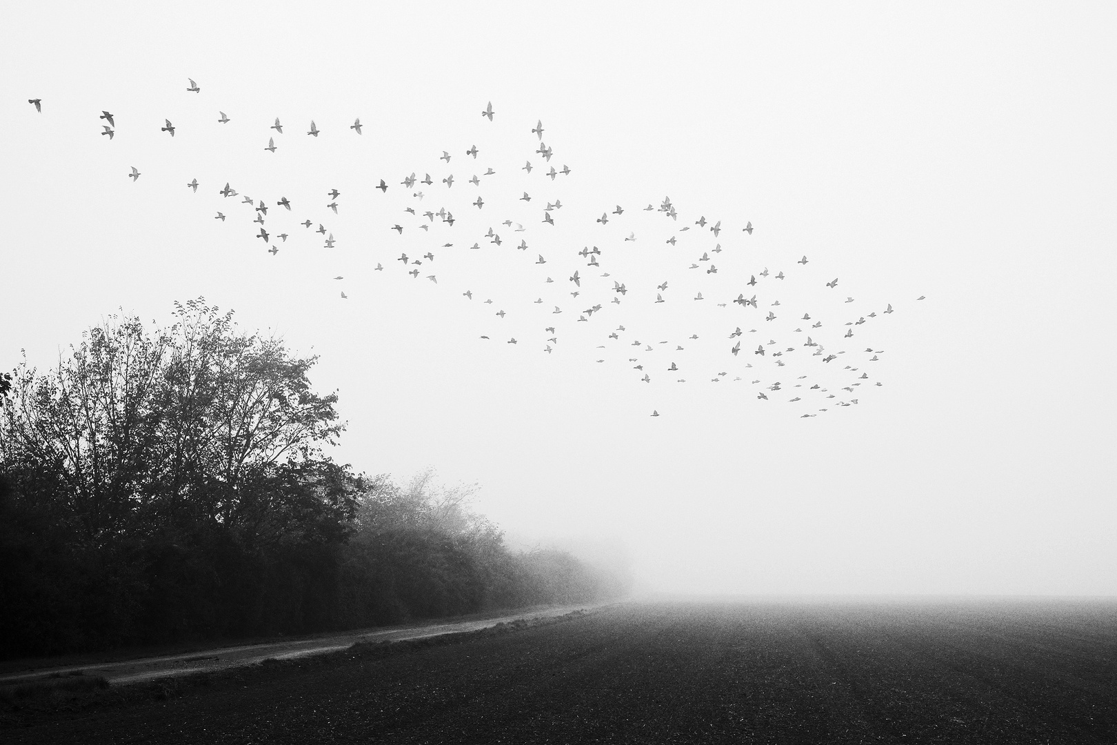 Nebel-Vögel