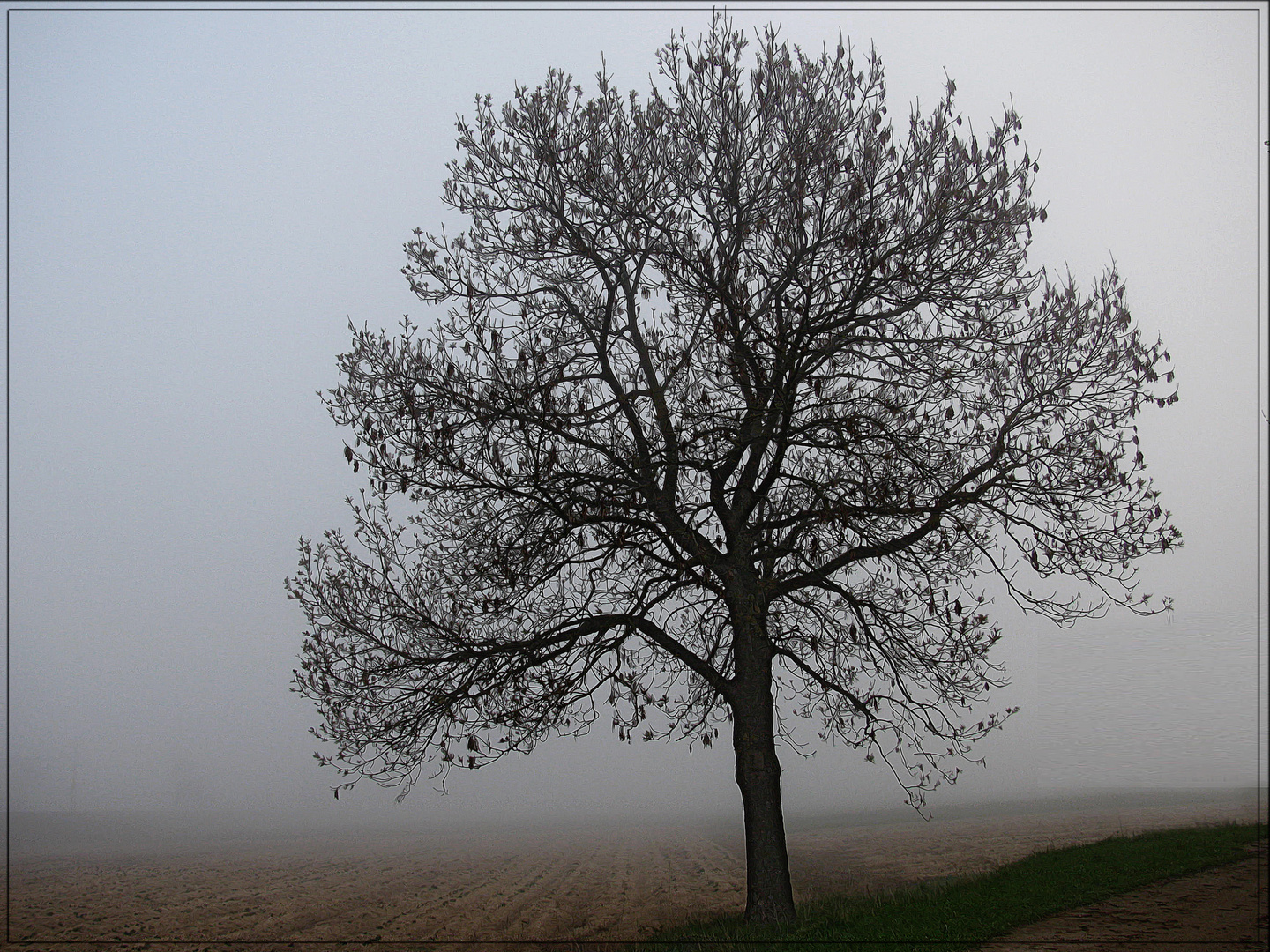 Nebel von Avalon ?