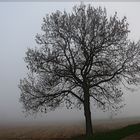 Nebel von Avalon ?