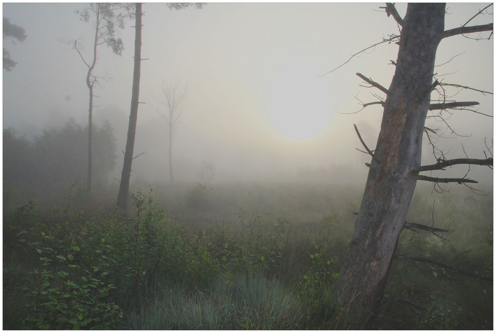  Nebel vor Sonne 