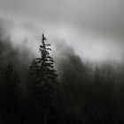 Nebel-Wald